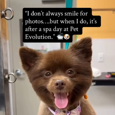 Joefjopejfop - Broward Bark Photo Contest