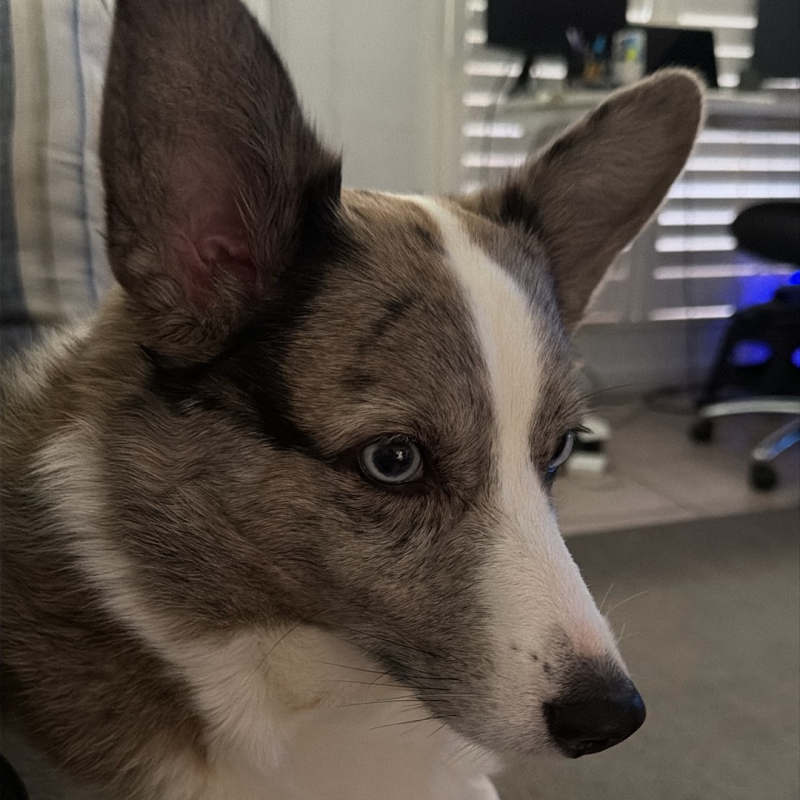 Kitty from Lauderhill - Broward Bark Photo Contest