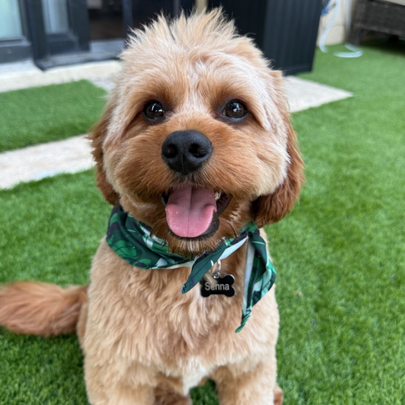 Lilly from Tamaracs - Broward Bark Photo Contest