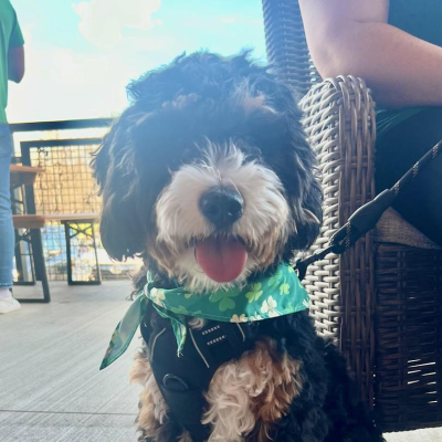 Ollie - Broward Bark Photo Contest