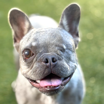 Wdwdwdwd - Broward Bark Photo Contest