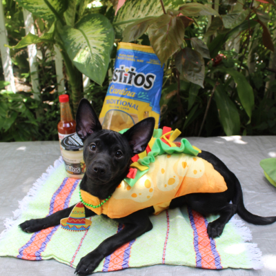 Apollo - Broward Bark Photo Contest