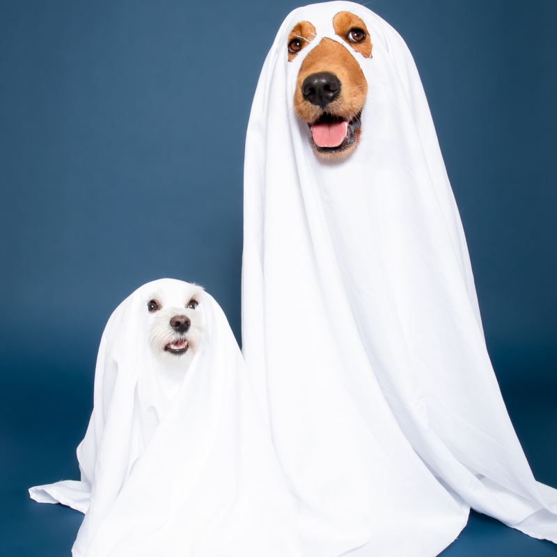 Bambi & Thor from Pembroke Pines - Broward Bark Photo Contest