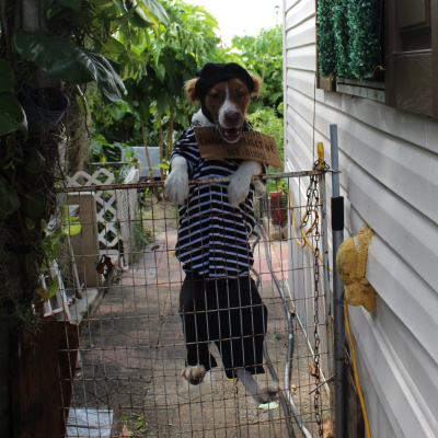 Bingo - Broward Bark Photo Contest