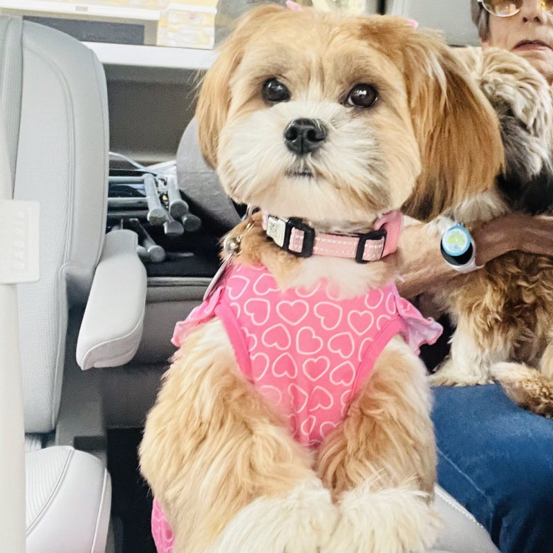 Channel from Hialeah - Broward Bark Photo Contest
