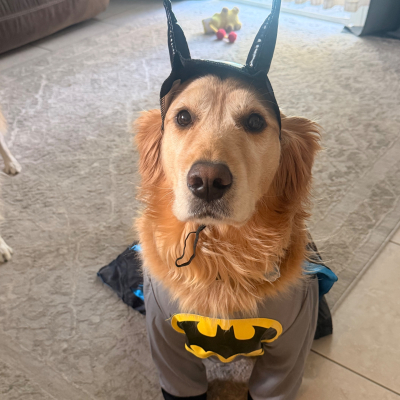 Cooper - Broward Bark Photo Contest