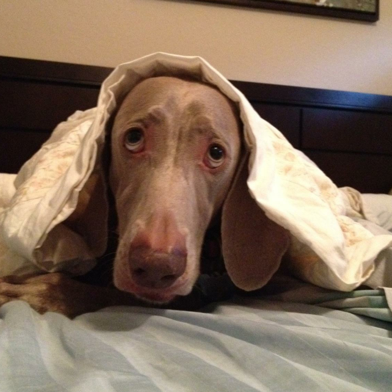 Domino from Coral Springs - Broward Bark Photo Contest