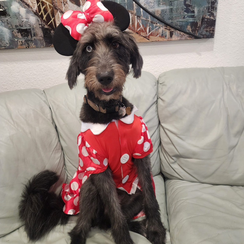 Faith from Miramar - Broward Bark Photo Contest