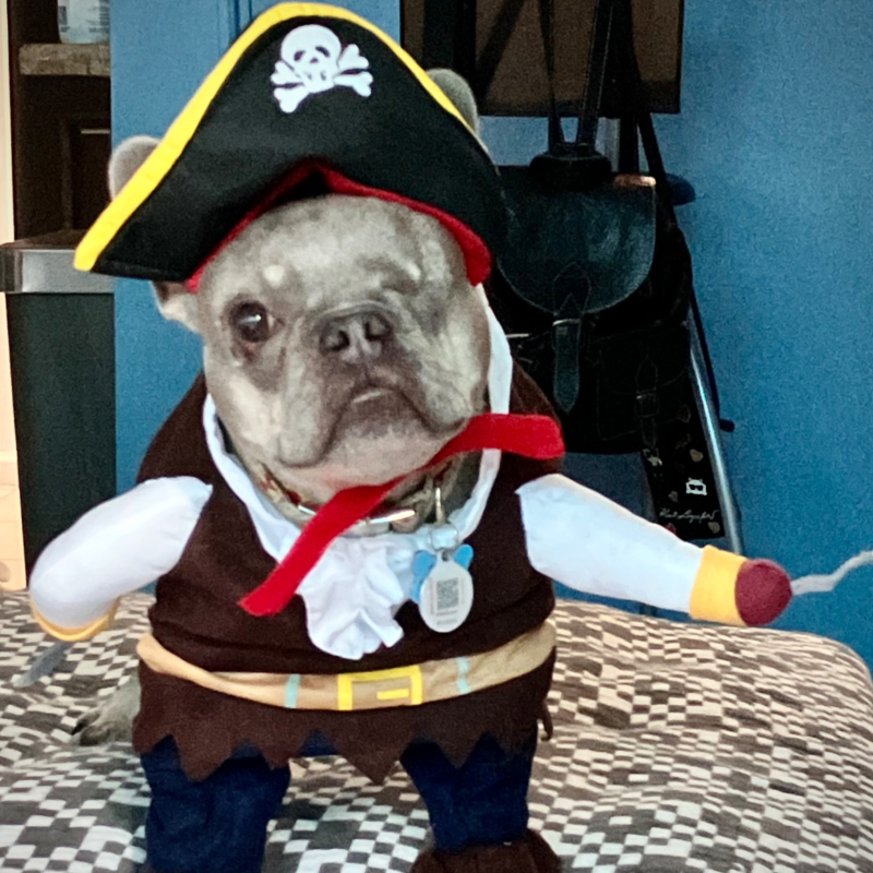 Henry from Coral Springs - Broward Bark Photo Contest