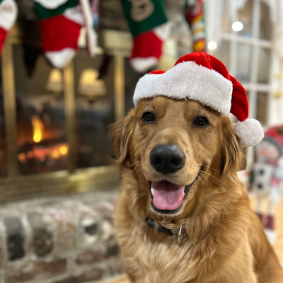 Jackson - Broward Bark Photo Contest