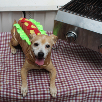 Junior - Broward Bark Photo Contest