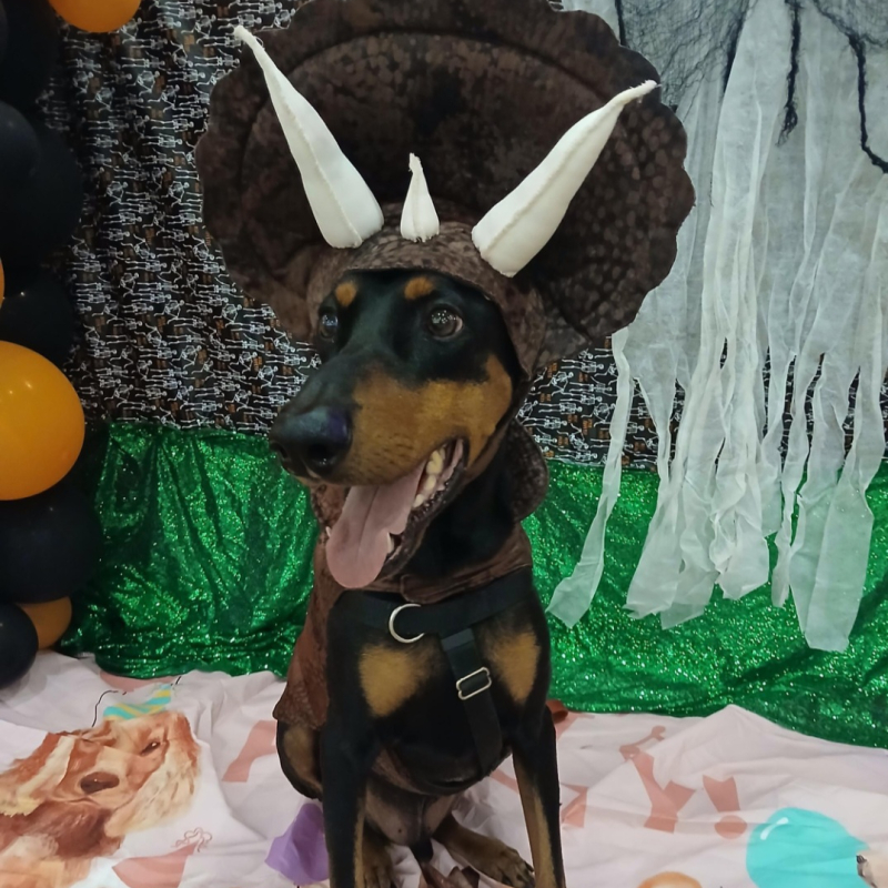 Keanu from Fort Lauderdale - Broward Bark Photo Contest