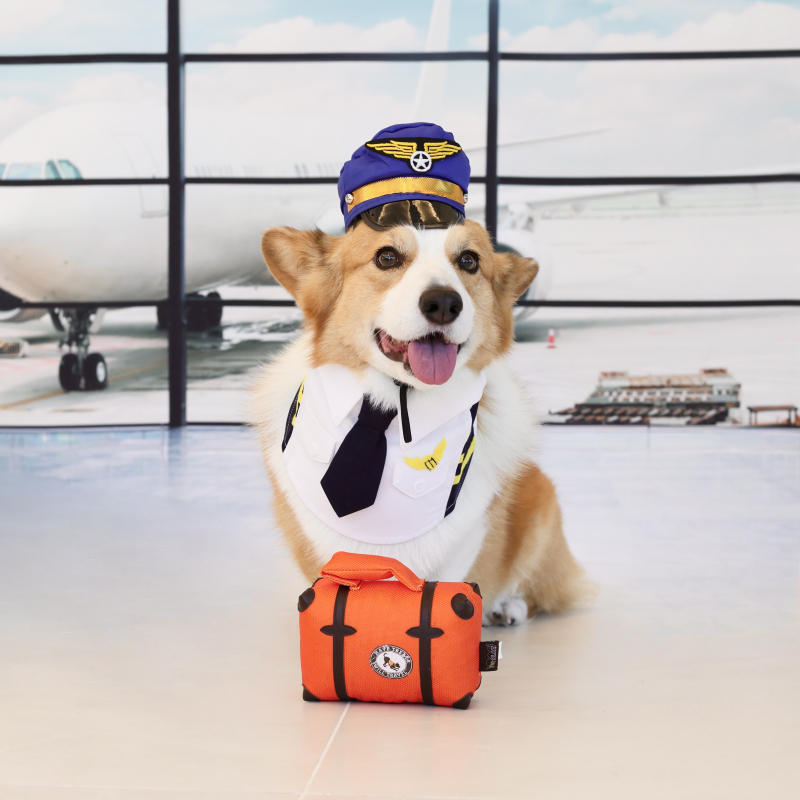 Leo from Boca Raton - Broward Bark Photo Contest