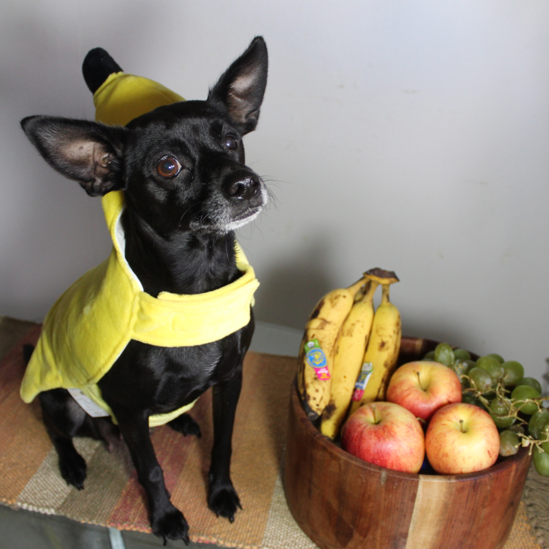 Lexi from Homestead - Broward Bark Photo Contest