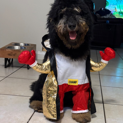 Louie - Broward Bark Photo Contest
