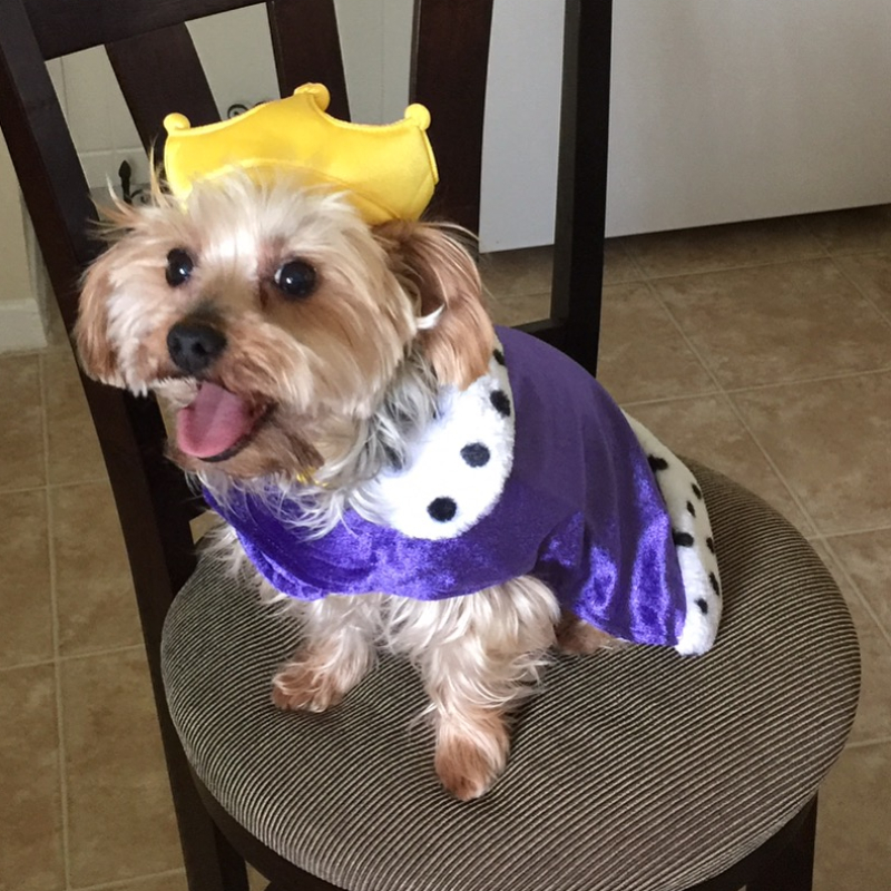 Lucky from Miramar - Broward Bark Photo Contest