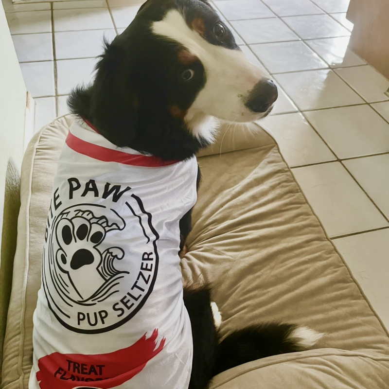 Luné from Pembroke Pines - Broward Bark Photo Contest