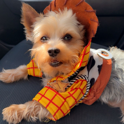 Martin And Coco - Broward Bark Photo Contest