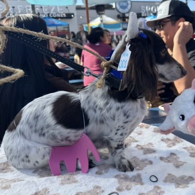 Millie Bobbie Brown - Broward Bark Photo Contest