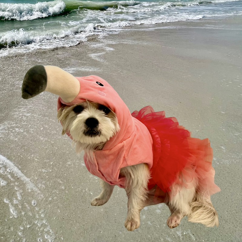 Olive from Davie - Broward Bark Photo Contest
