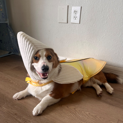 Ox - Broward Bark Photo Contest