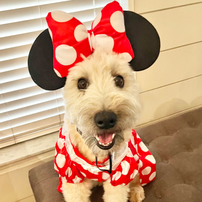 Padme - Broward Bark Photo Contest