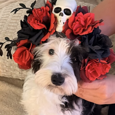 Parker - Broward Bark Photo Contest