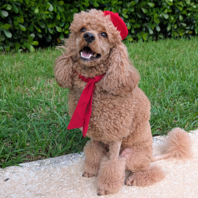 Parker - Broward Bark Photo Contest