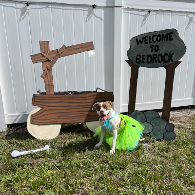 Pebbles - Broward Bark Photo Contest