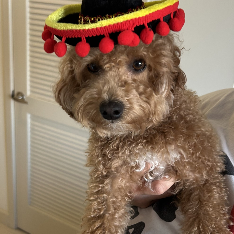 Penny from Deerfield Beach - Broward Bark Photo Contest