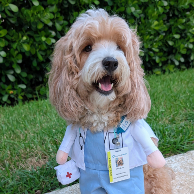 Presley - Broward Bark Photo Contest