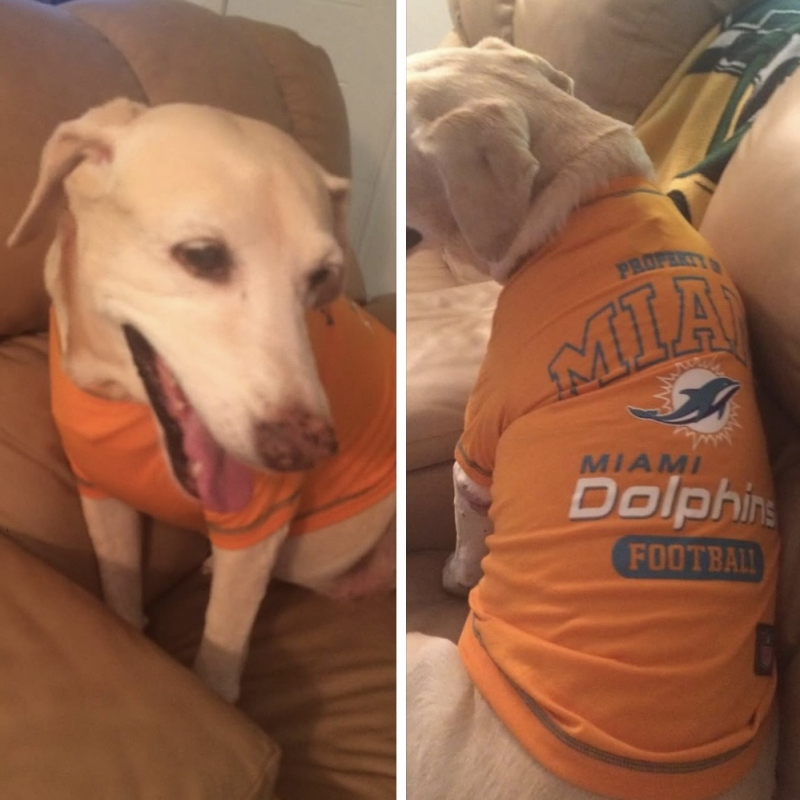 Princess from Coral Springs - Broward Bark Photo Contest