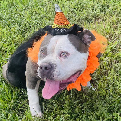 Princess Tiabeanie - Broward Bark Photo Contest