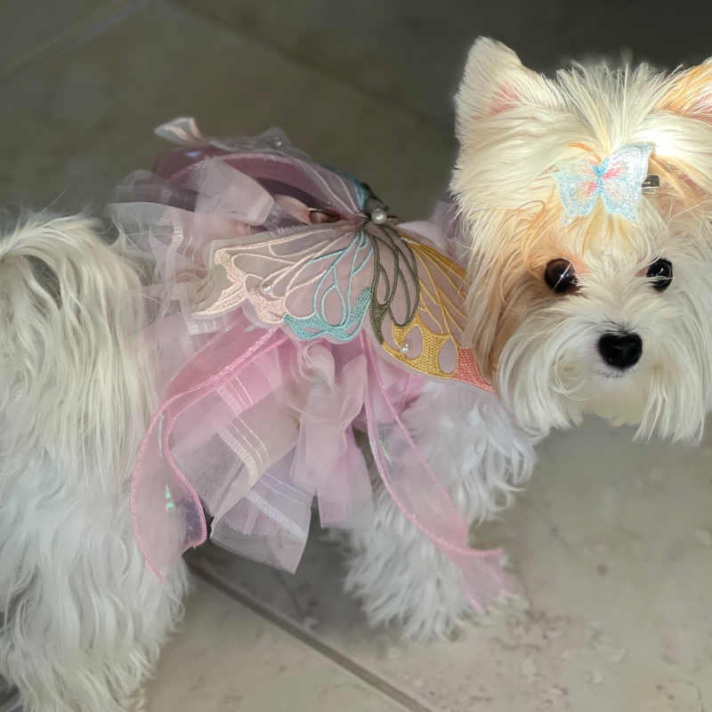 Rose from Boca Raton - Broward Bark Photo Contest