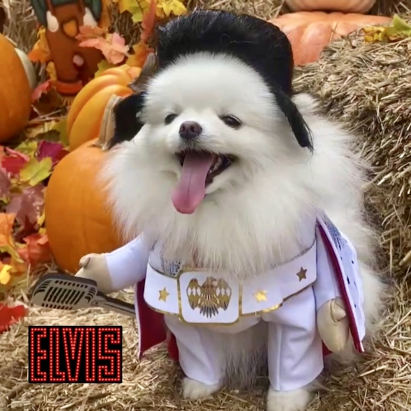 Sadie from Fort Lauderdale - Broward Bark Photo Contest