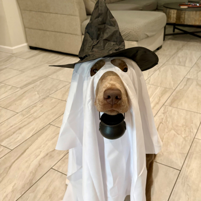 Sihana - Broward Bark Photo Contest