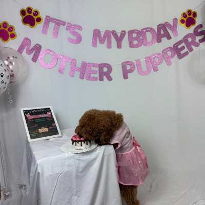 Stormi - Broward Bark Photo Contest