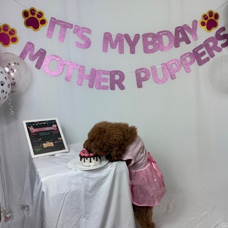 Stormi from Boca Raton - Broward Bark Photo Contest