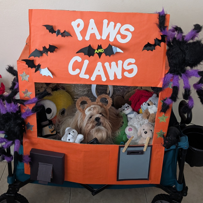 Teddy Bear - Broward Bark Photo Contest