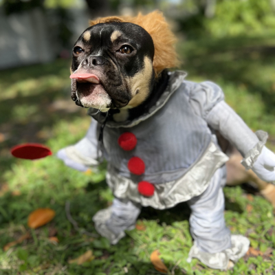 Thena - Broward Bark Photo Contest