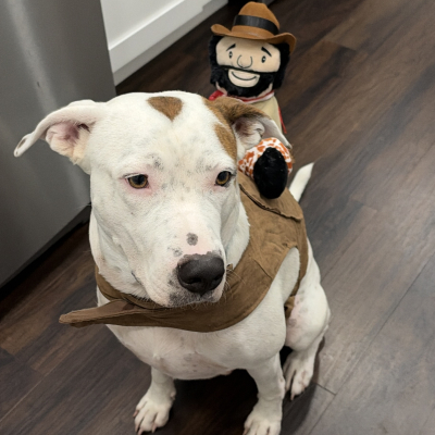Thor - Broward Bark Photo Contest