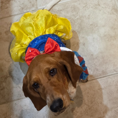 Tilly - Broward Bark Photo Contest
