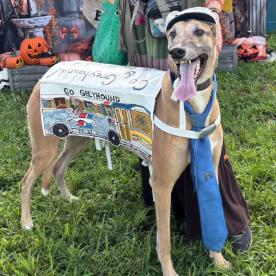 Turbo - Broward Bark Photo Contest