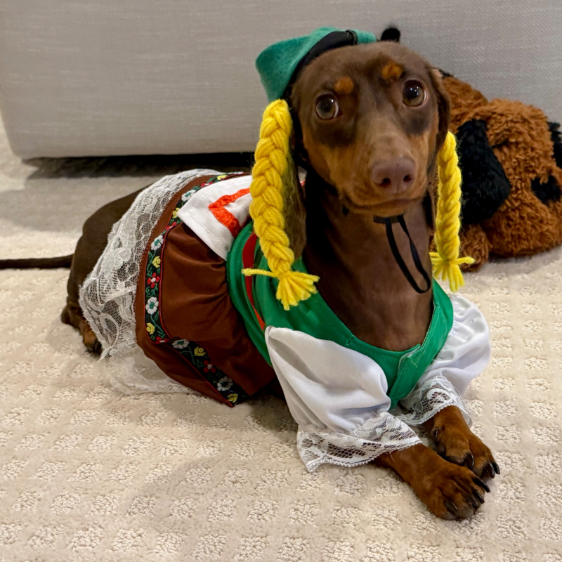 Winnie Lu from Coral Springs - Broward Bark Photo Contest