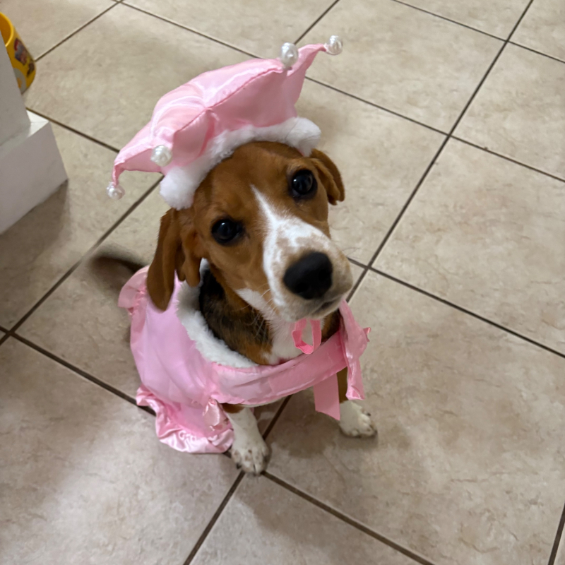 Zoey from Miramar - Broward Bark Photo Contest