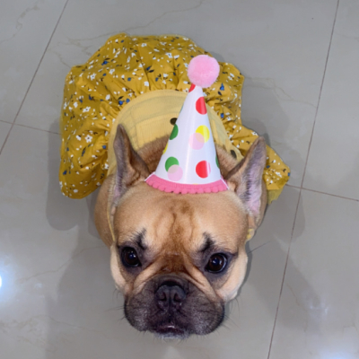 Zoey - Broward Bark Photo Contest