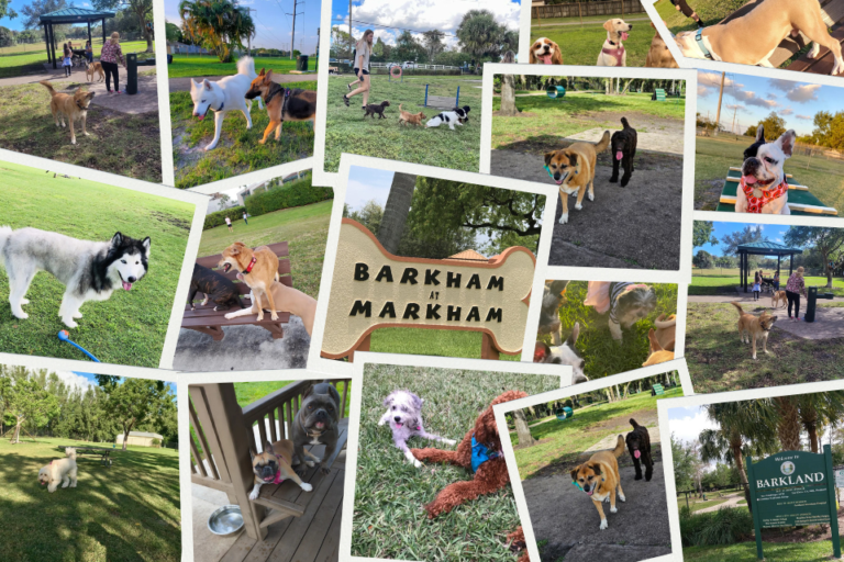 Dogs playing at dog parks in Broward County, Florida