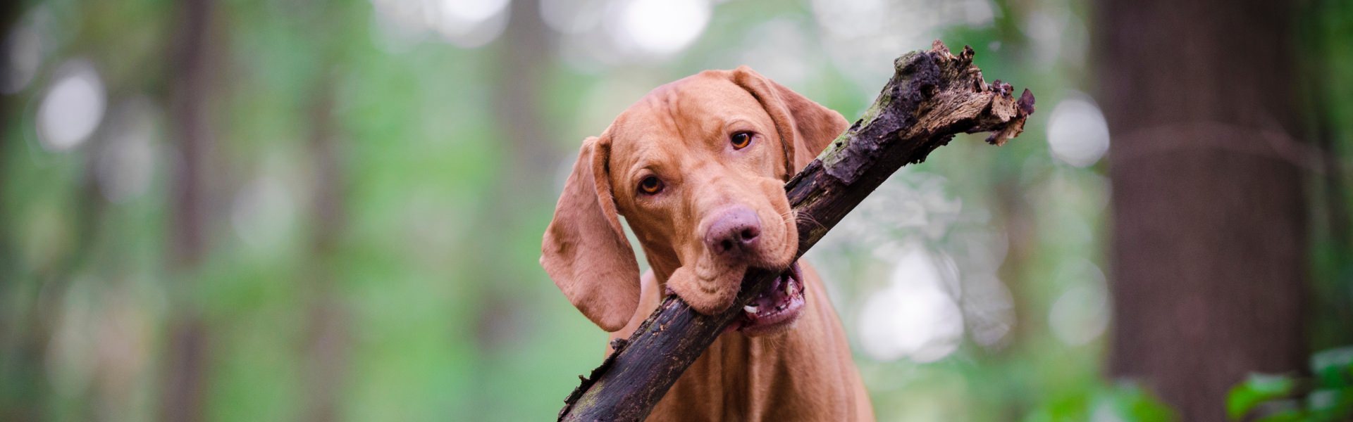 Coral Springs Dog Park Broward Bark