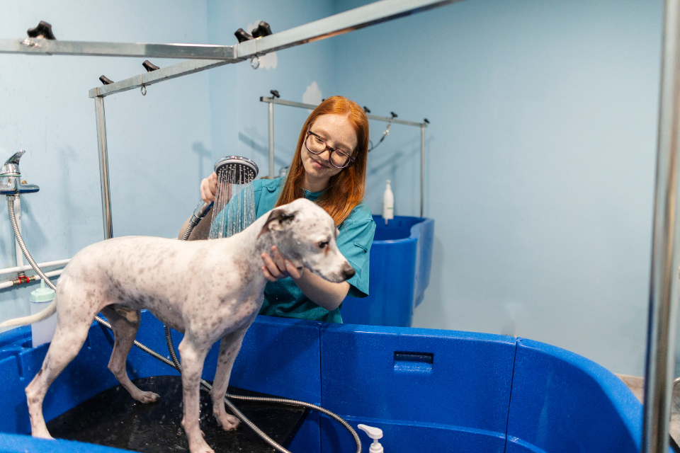 Do You Tip Your Dog Groomer?
