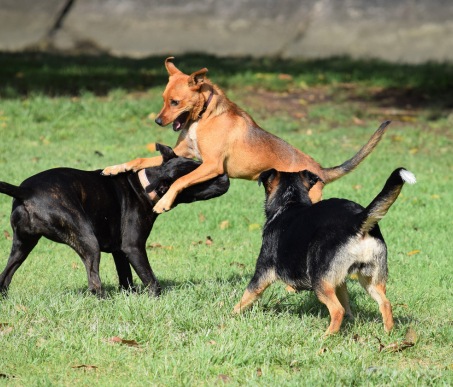 Dog Boarding